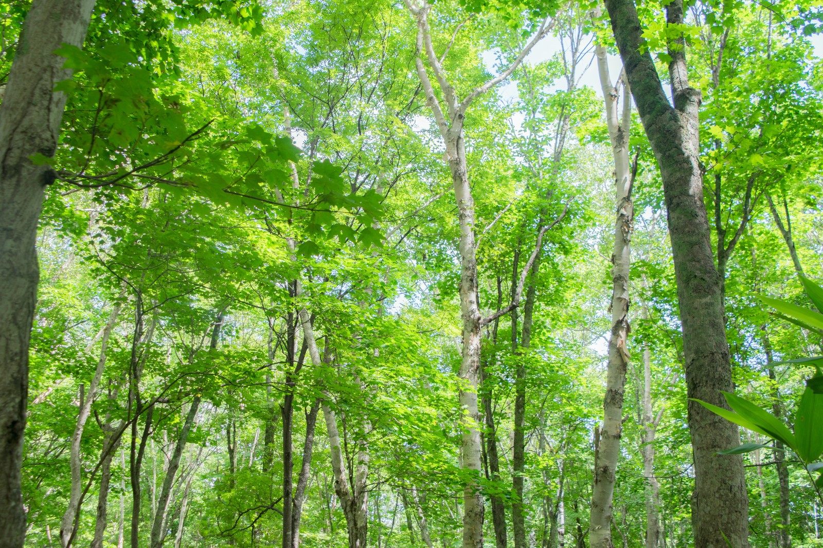 林地開発許可制度 森林の利用に関する許可の申請について ツナグ行政書士事務所